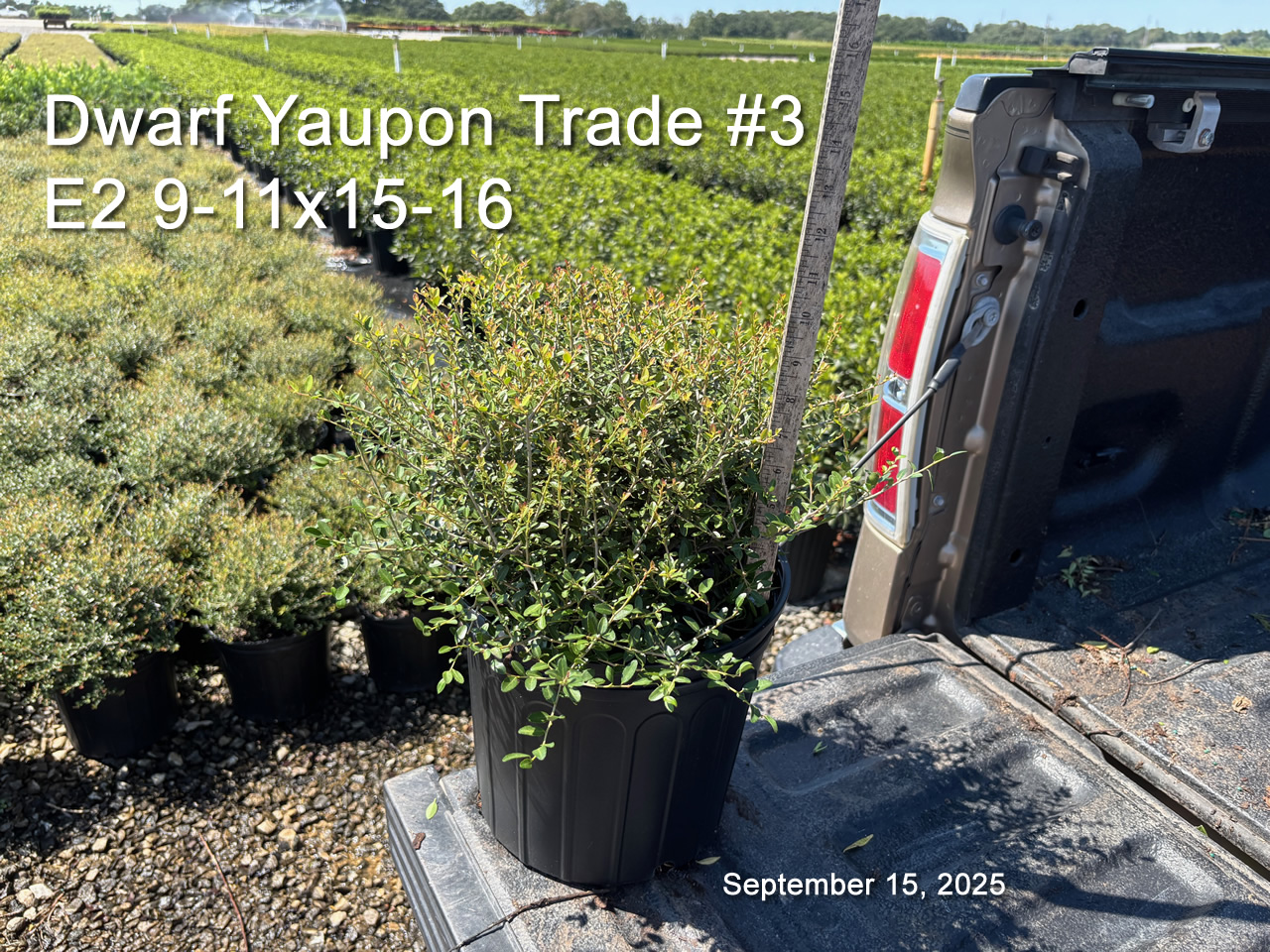 gallery/yaup3t e2 sept15.jpg